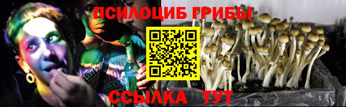 Котовск  Псилоцибиновые грибы Psilocybe  Вход с VPN 